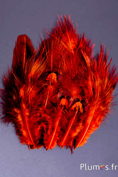 Faisan doré - 5-8 cm - menthe-orange sanguin